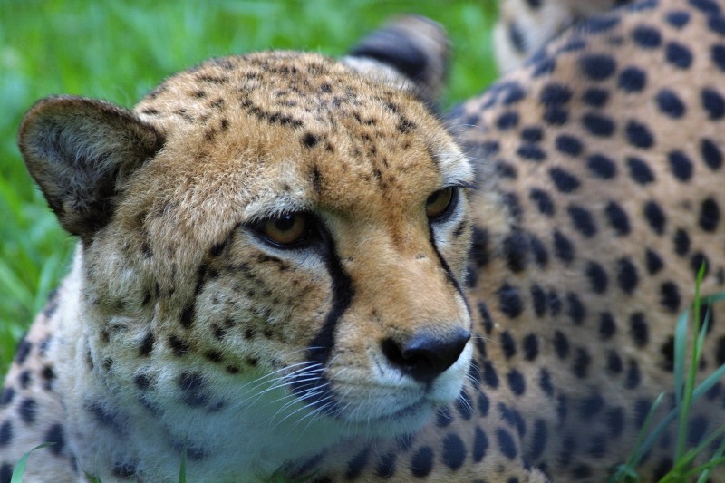 Foto (c) Archiv Zoo Praha